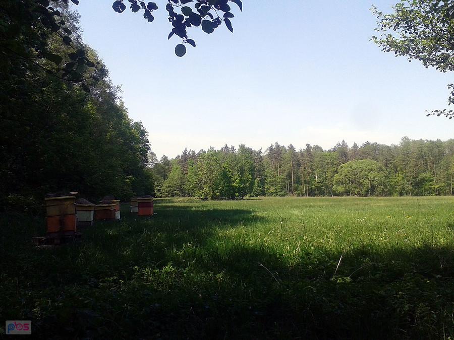 Leśna łąka, Uniejów