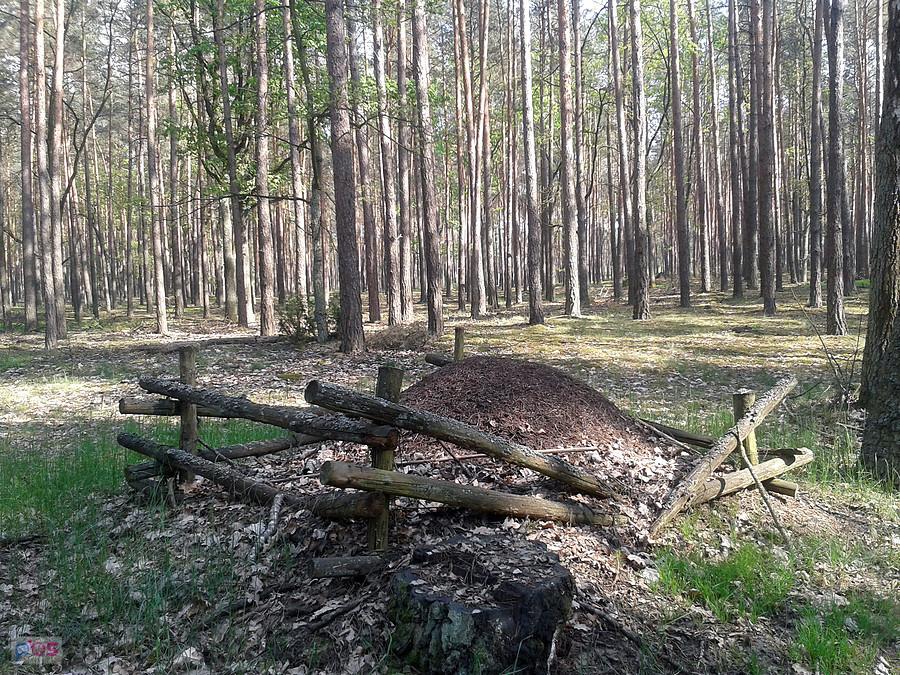 Mrowisko, Rezerwat przyrody Napoleonów