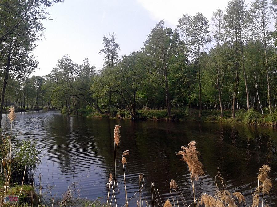 Struga Janiszewska, granica woj. wielkopolskiego oraz łódzkiego