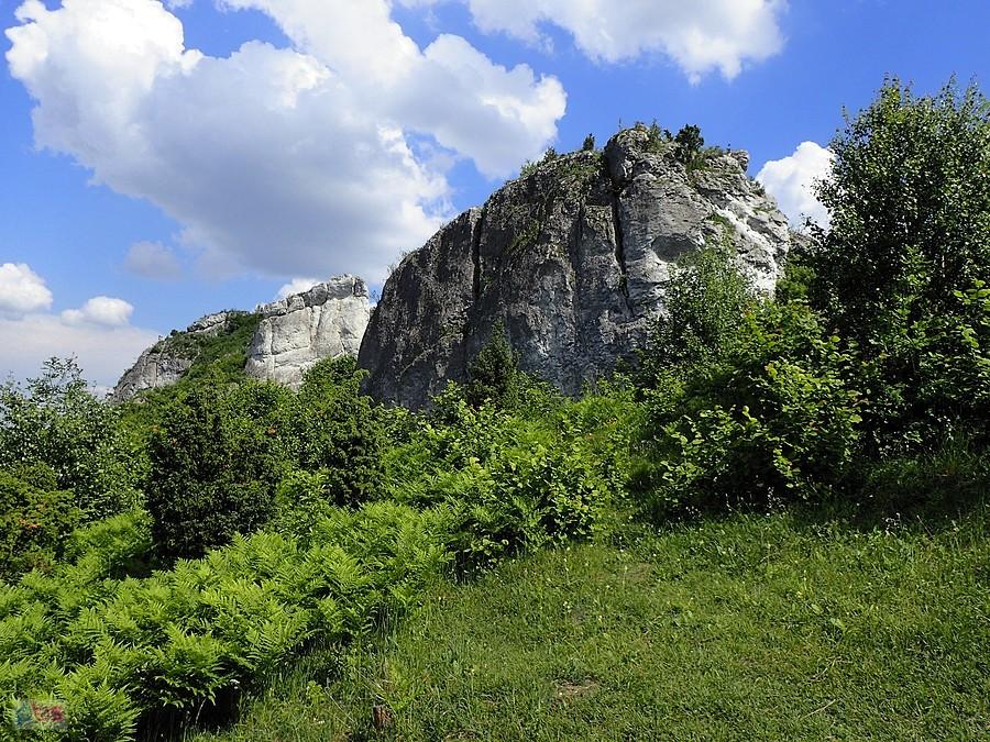 Olsztyńskie Lipówki