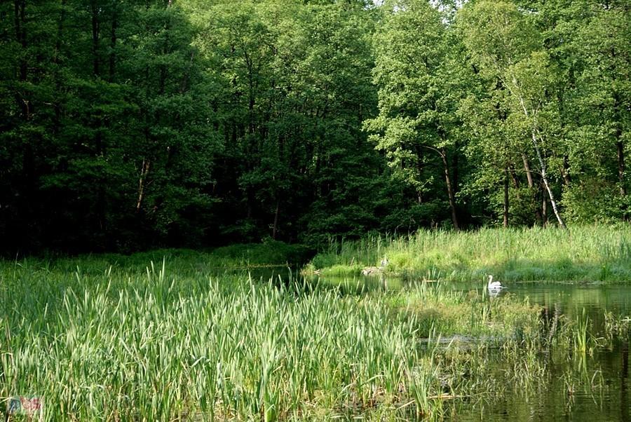 Nad Spalską Gacią