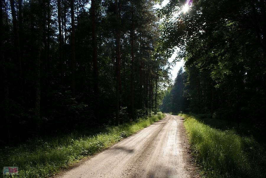 W lesie, na żółtym szlaku rowerowym