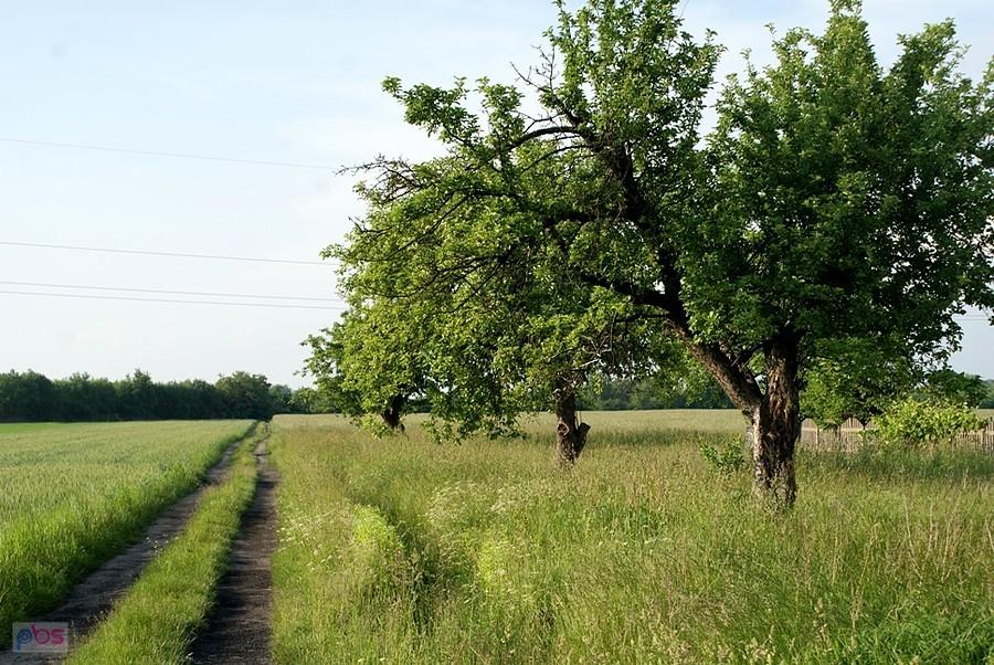 Polna ścieżka - tu wiało okrutnie