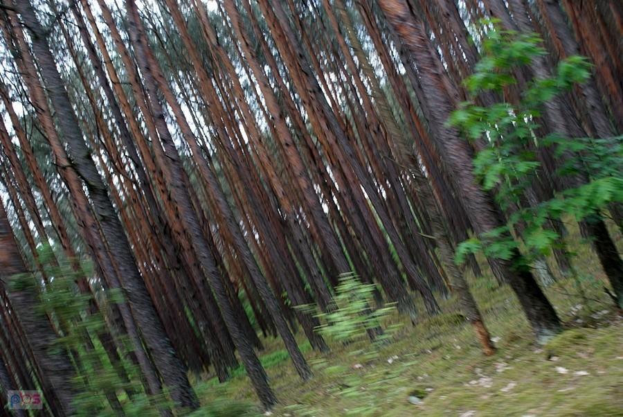Większość trasy powrotnej wiedzie lasami