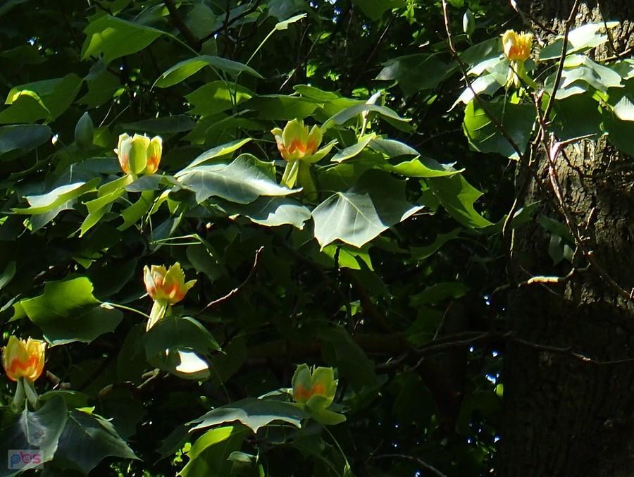Kwitnący tulipanowiec