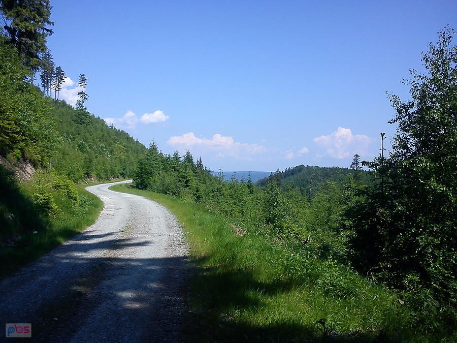 Leśna droga