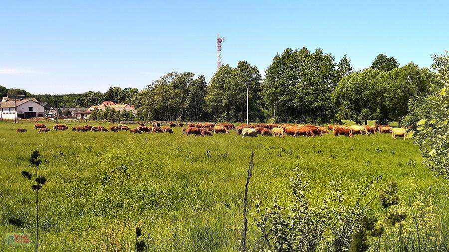 Stado krów pod Bukiem.
