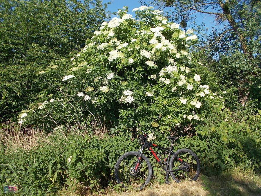 Biało kwitnie "Czarny bez"