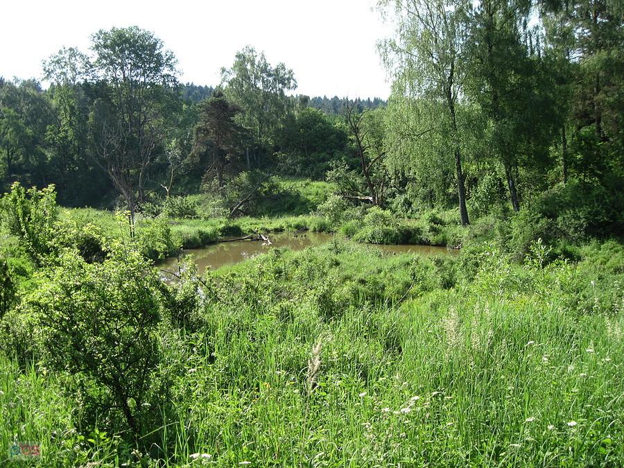 Robota bobrów w Łomnej