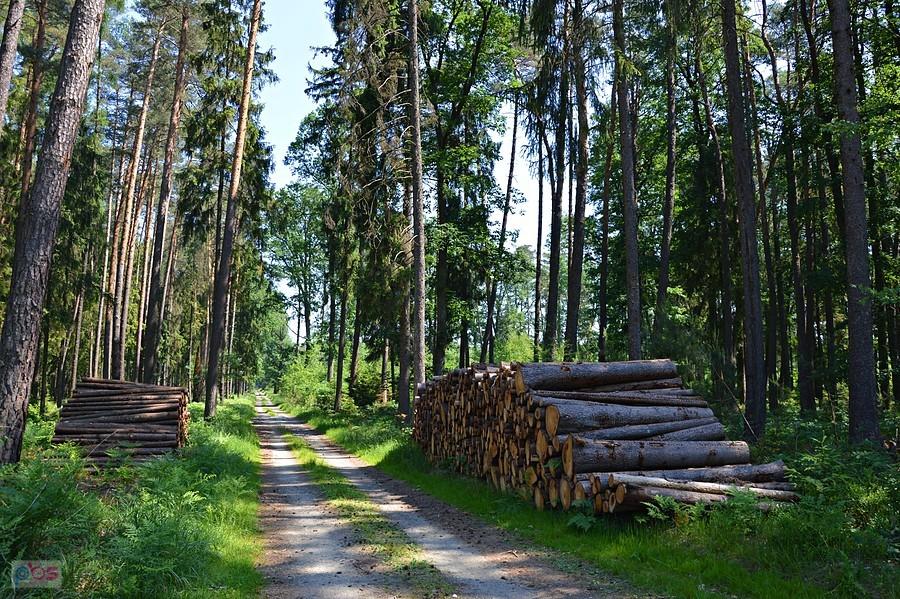Bory Niemodlińskie
