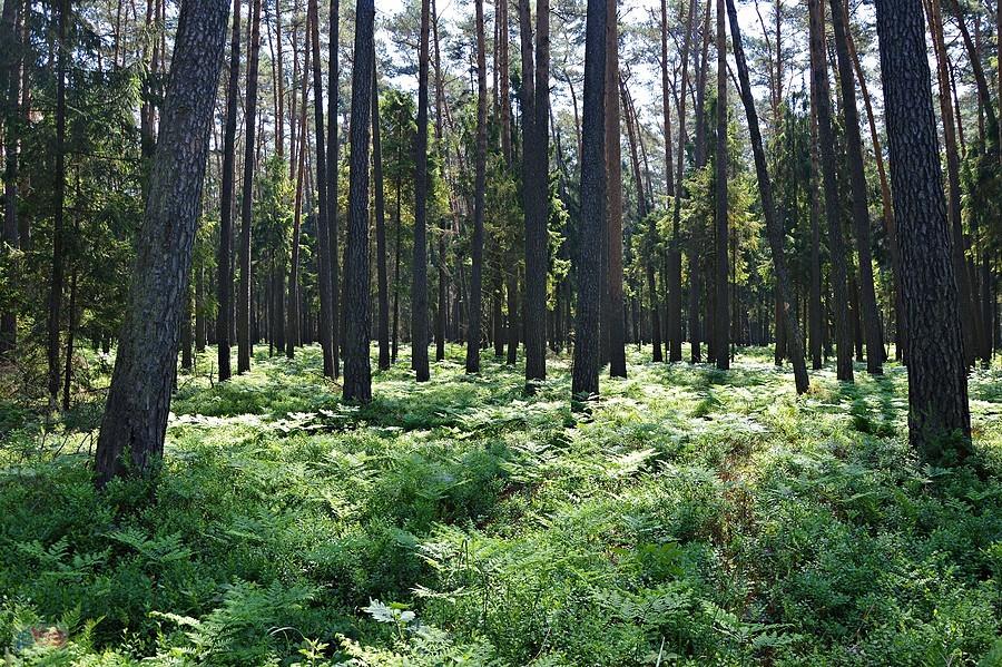 Bory Niemodlińskie