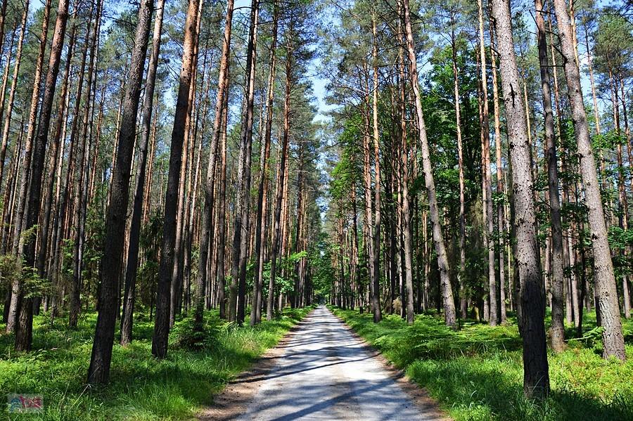 Bory Niemodlińskie
