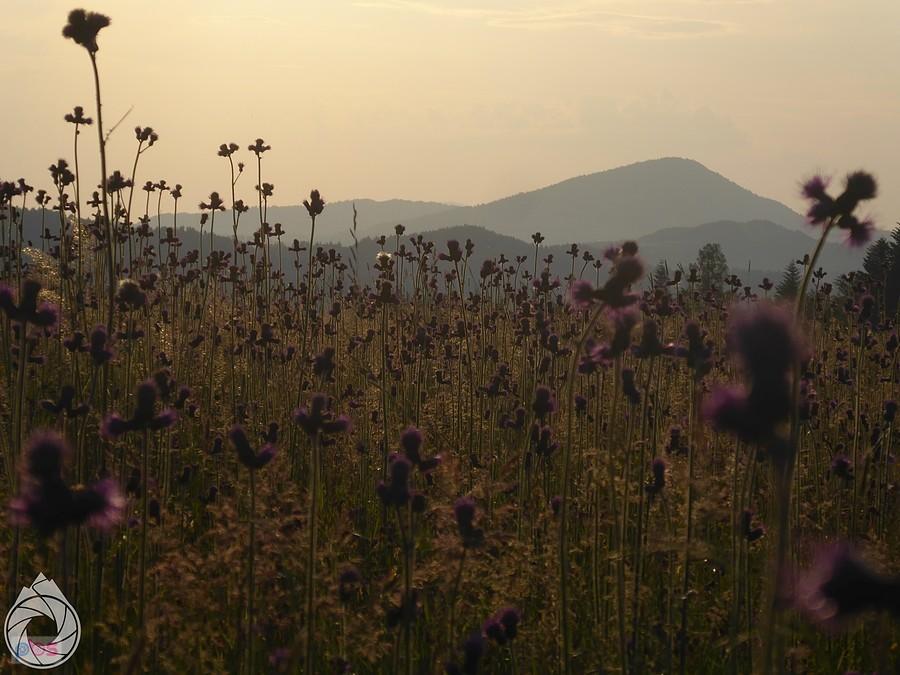 czuć lato pod Rosochatką