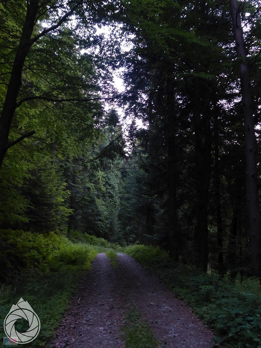 leśny podjazd pod G.Wojenną