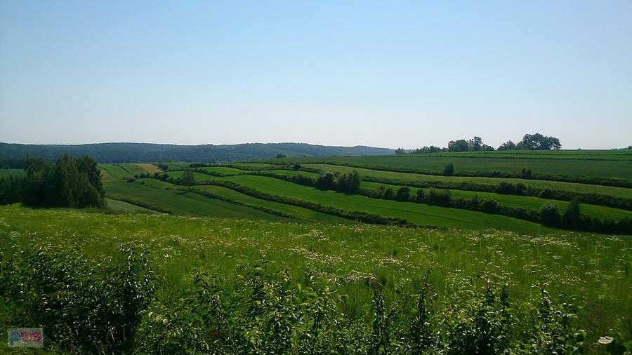 Zielone pola koło Batorza