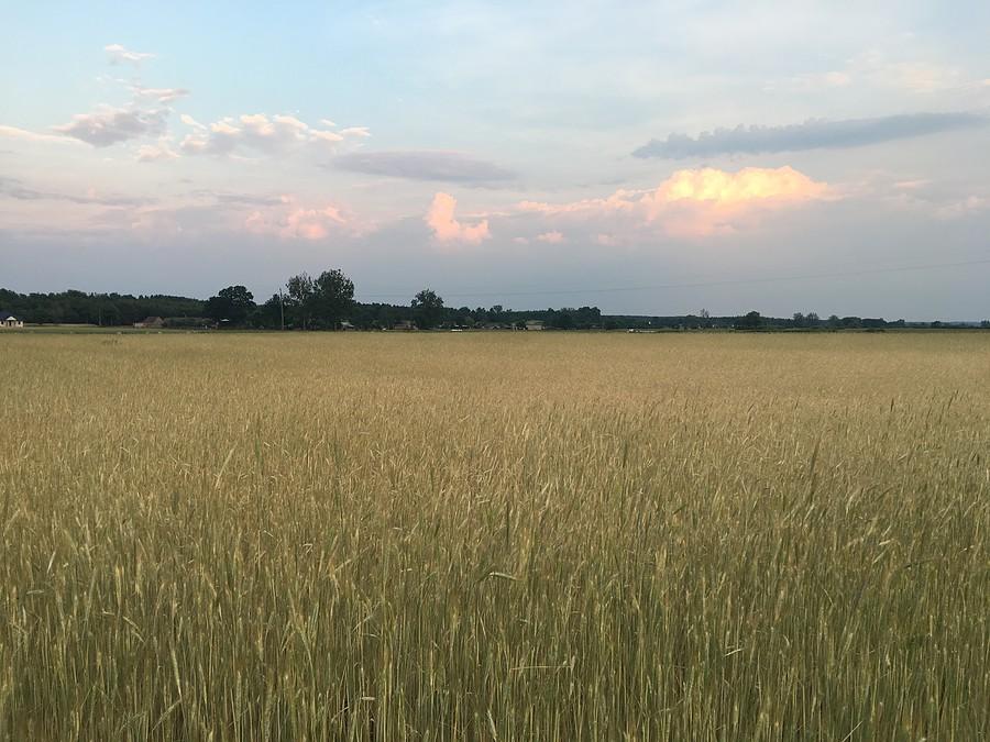 żniwa coraz bliżej...