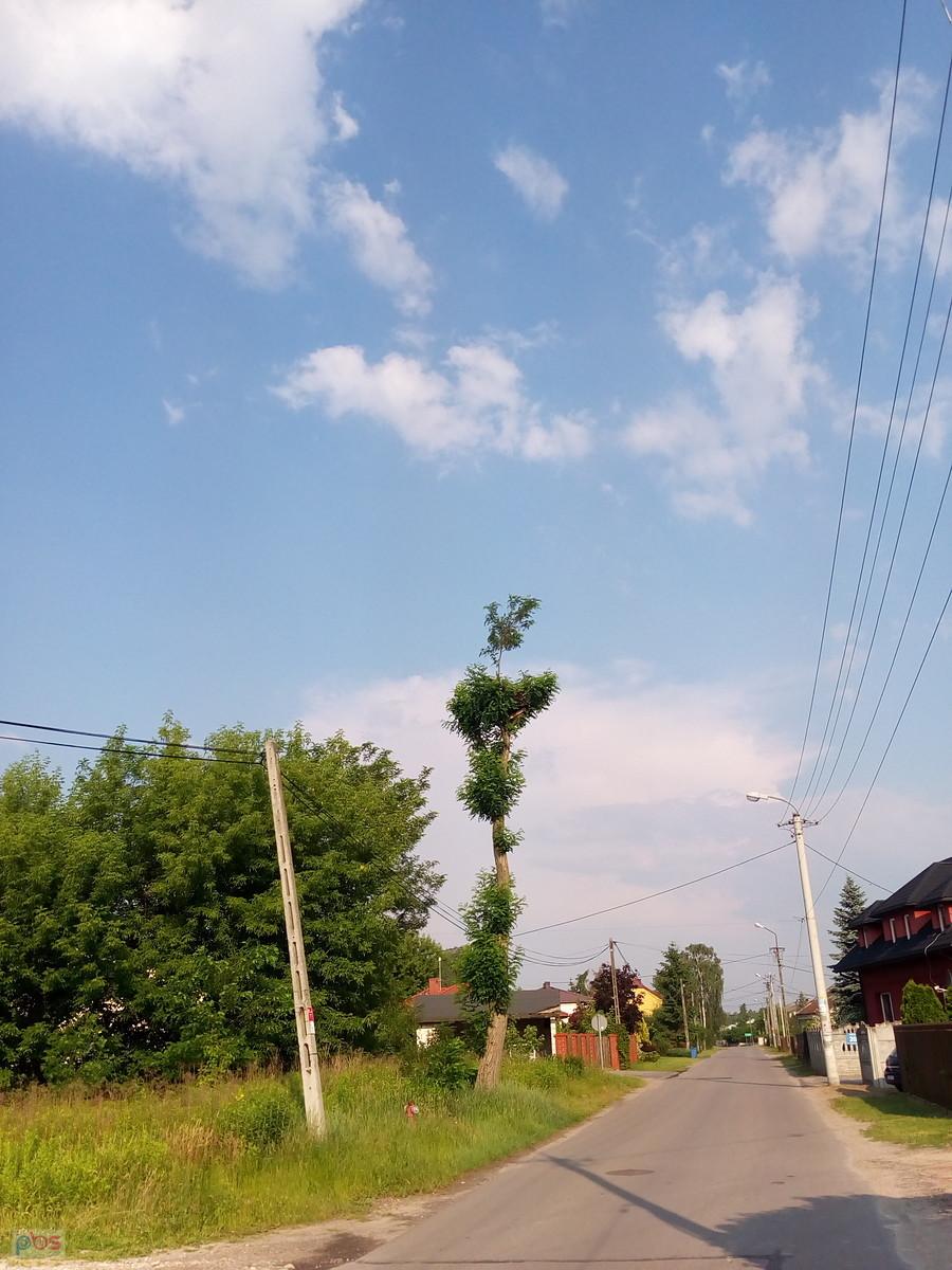 Bociany mają naturalną osłonę przed słońcem
