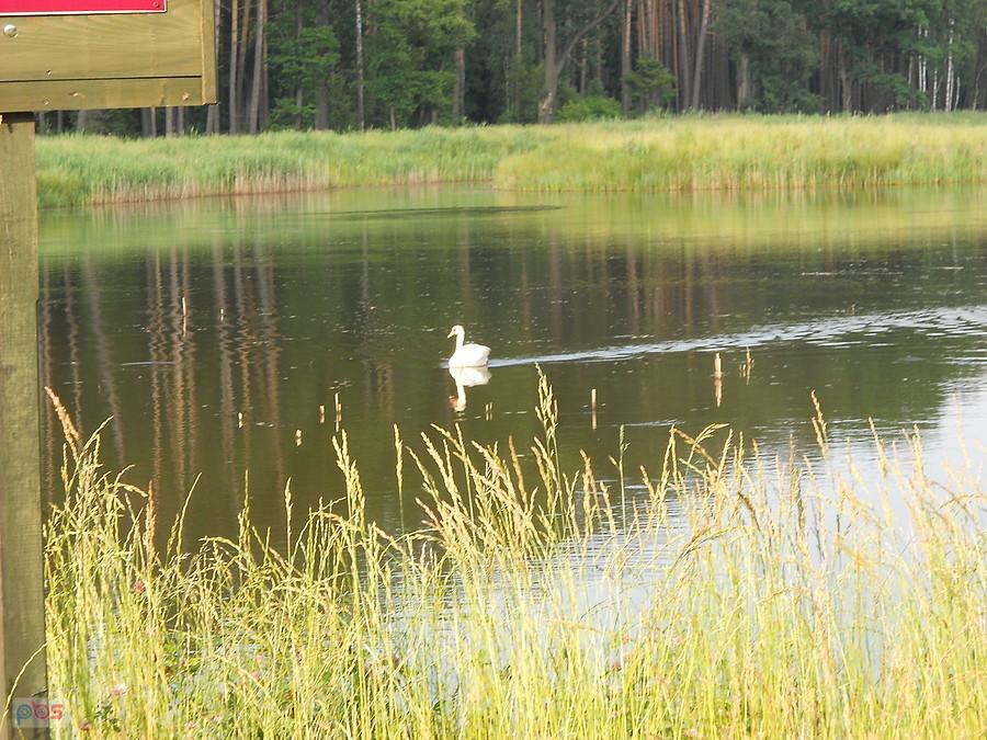 płynie ku nam