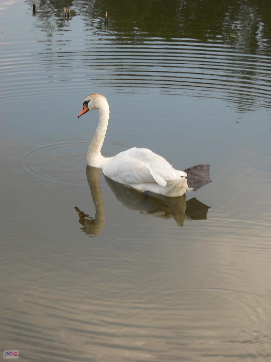 płetwę wam pokażę