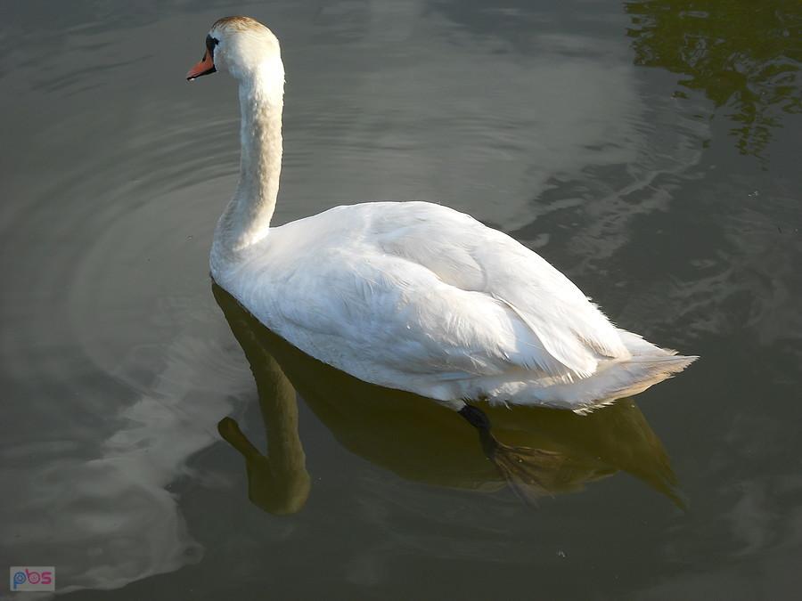 tyłem
