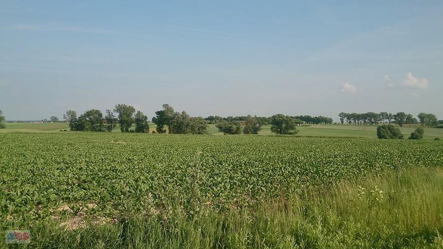 Pola koło Tomaszówki