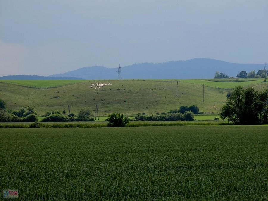 Owieczki się pasą, idzie burza