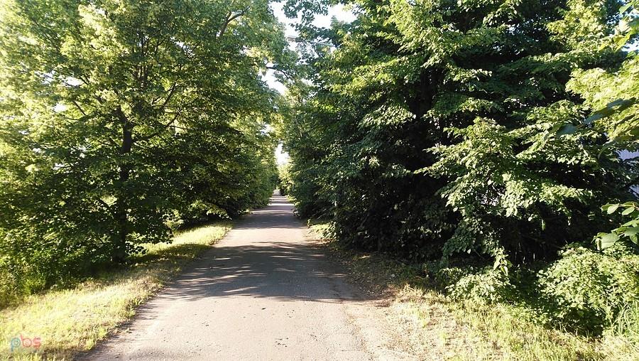 Aleja mdłości po miłości w Morach