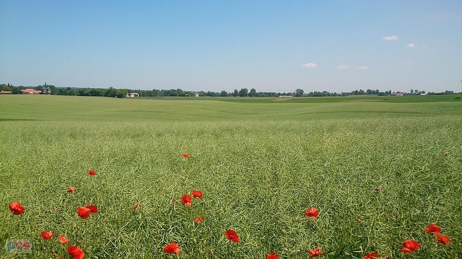 Zielony rzepak