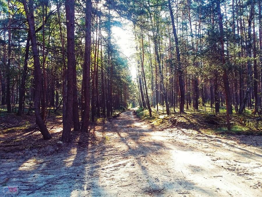 Kampinos