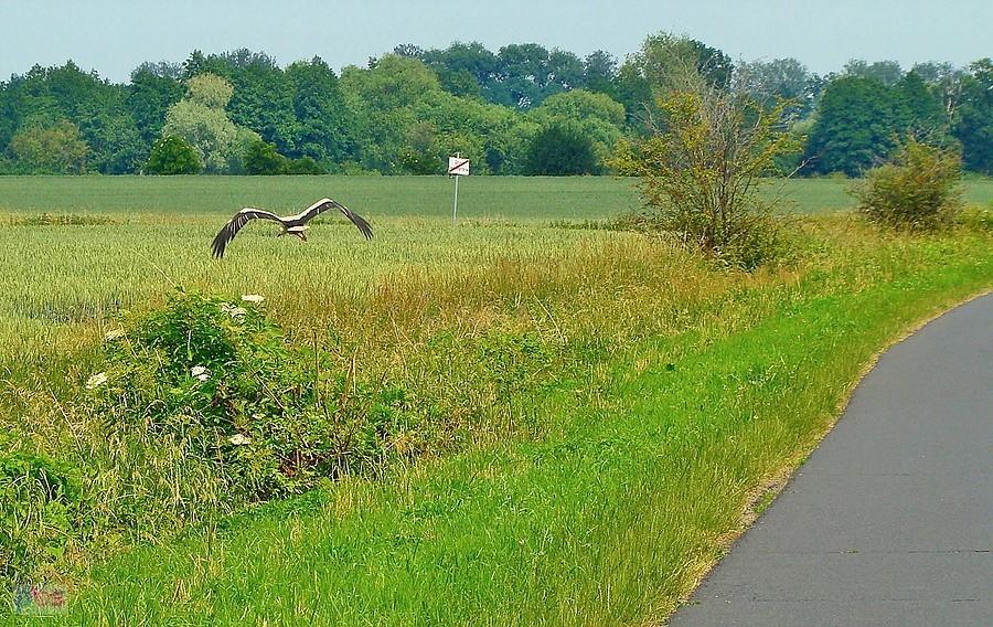Nie załapał się na stopa i odleciał