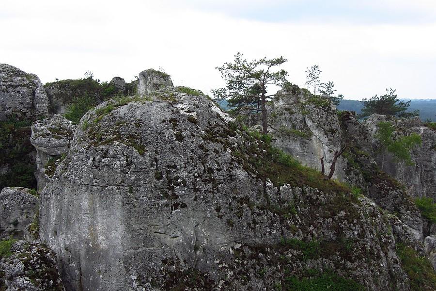 Drzewa na skale
