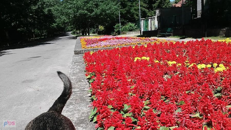 Park na Zdrowiu