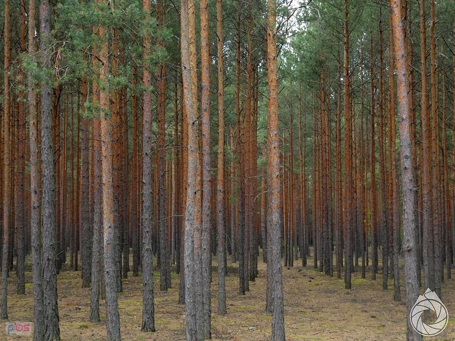 mokre sny leśników - plantacja desek