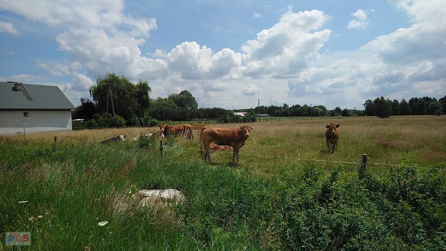 Nieznana rasa krów w Secyminie