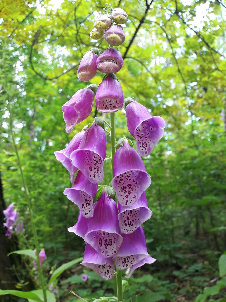 Naparstnica purpurowa.