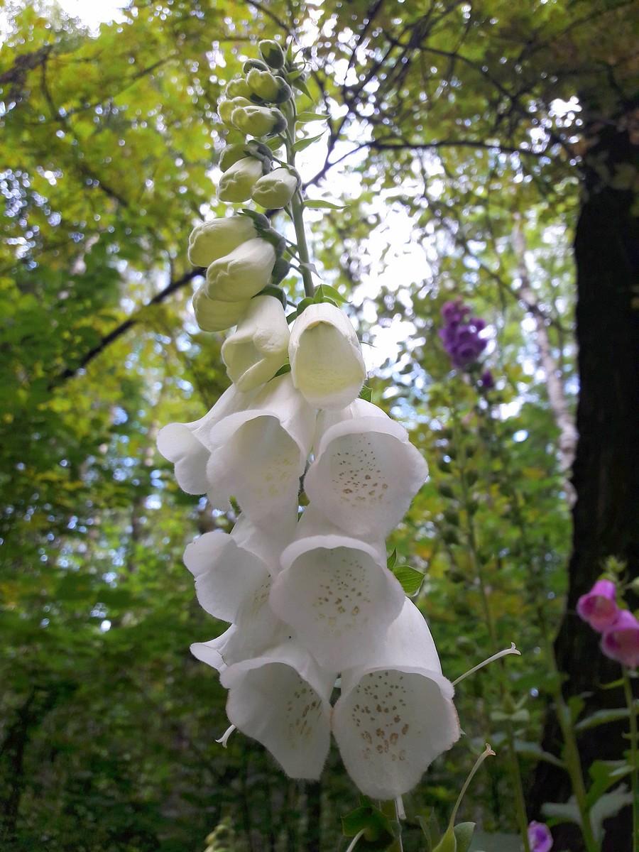 Naparstnica biała.