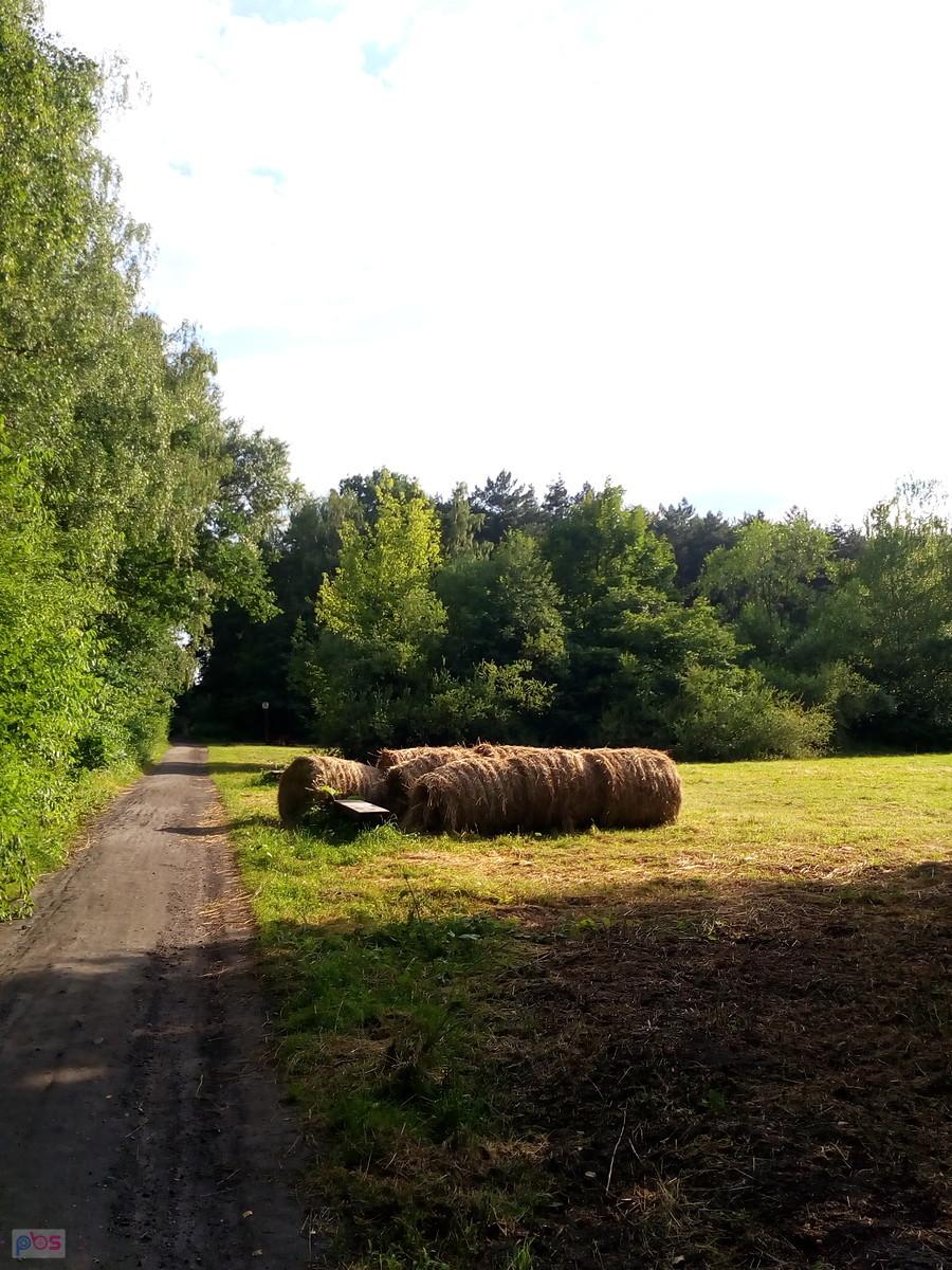 Leśna polana