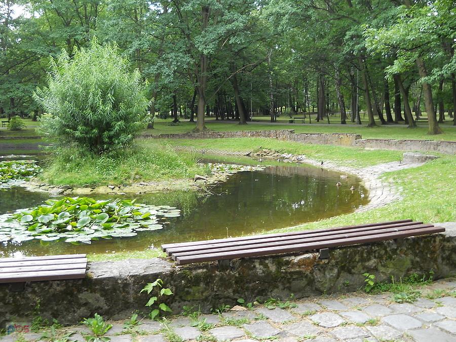 kaczki