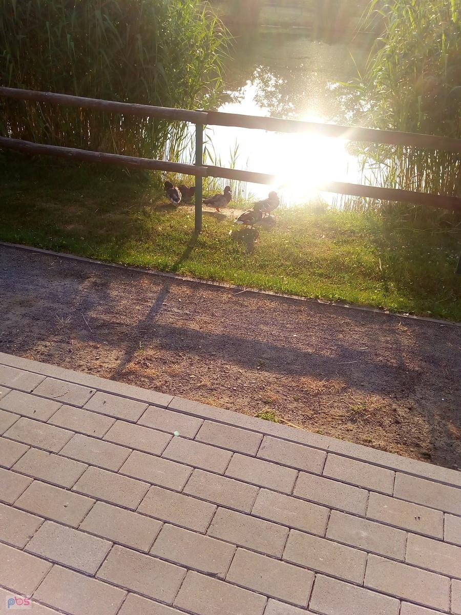 Kaczki w słońcu