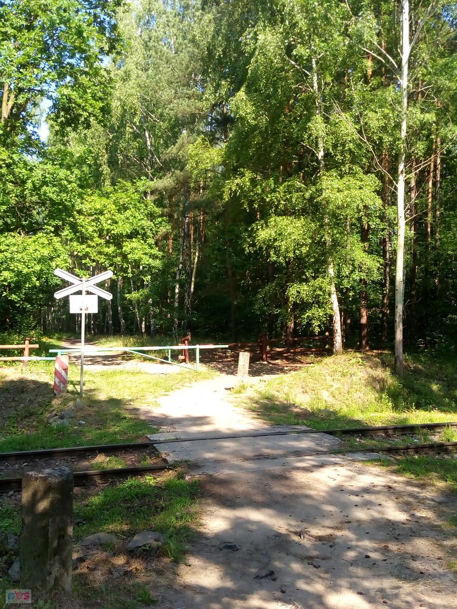 Przejazd kolejowy w lesie