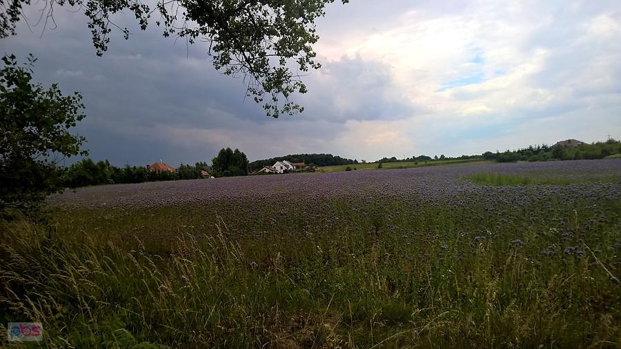 Łany chabrów pod Dobrą.