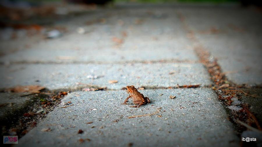 jakiś mały książę z MORii ;)