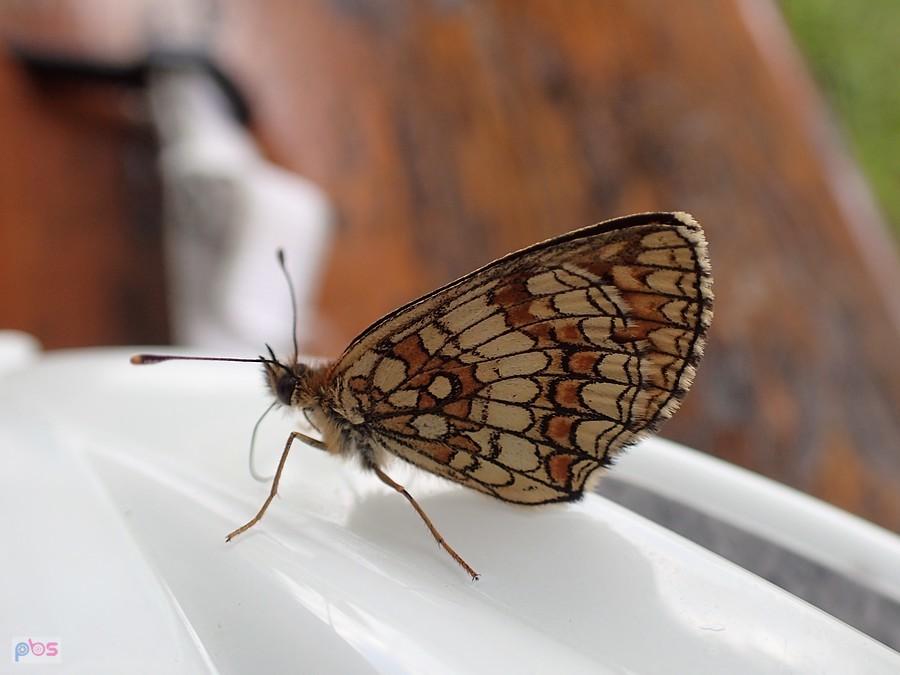 Motyl na kasku