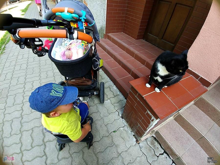 Oglądaliśmy kotka.