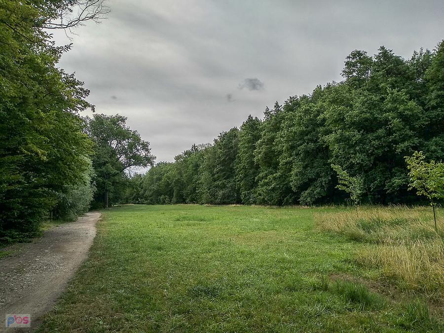 W lasku Makoszowskim