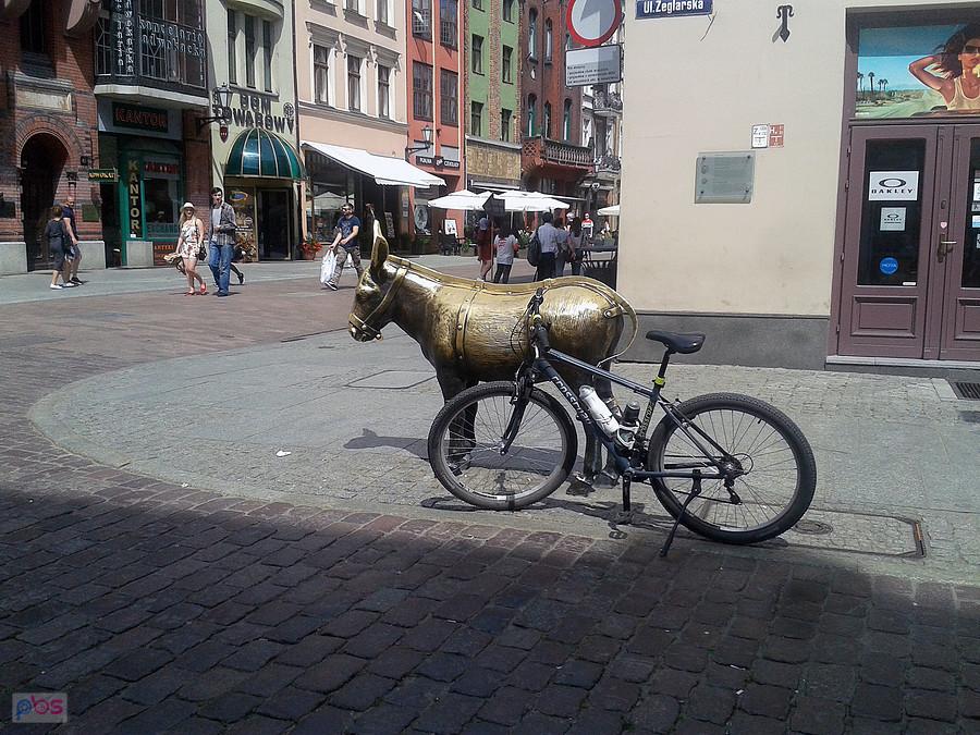 Sesja z kłapouchym, Toruń