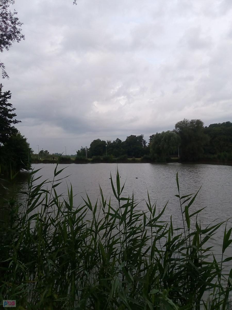 Staw w Zielonkach