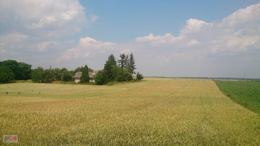 Pola coraz bardziej żółte