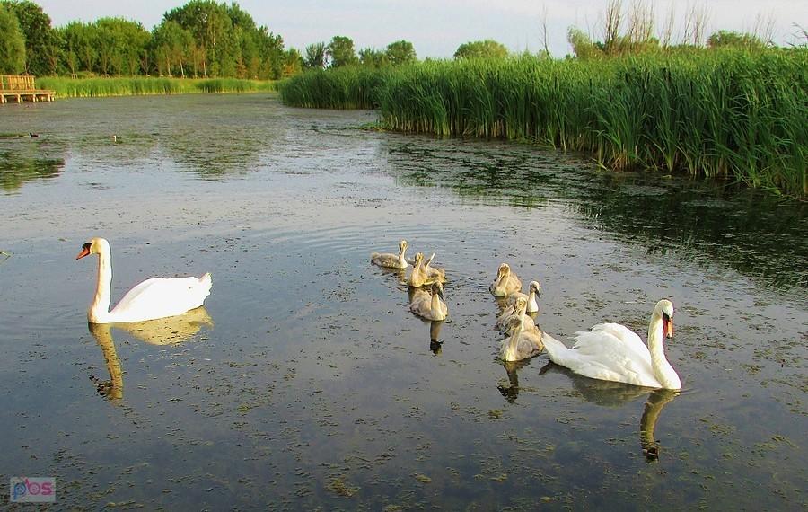 Rodzinka łabędzi