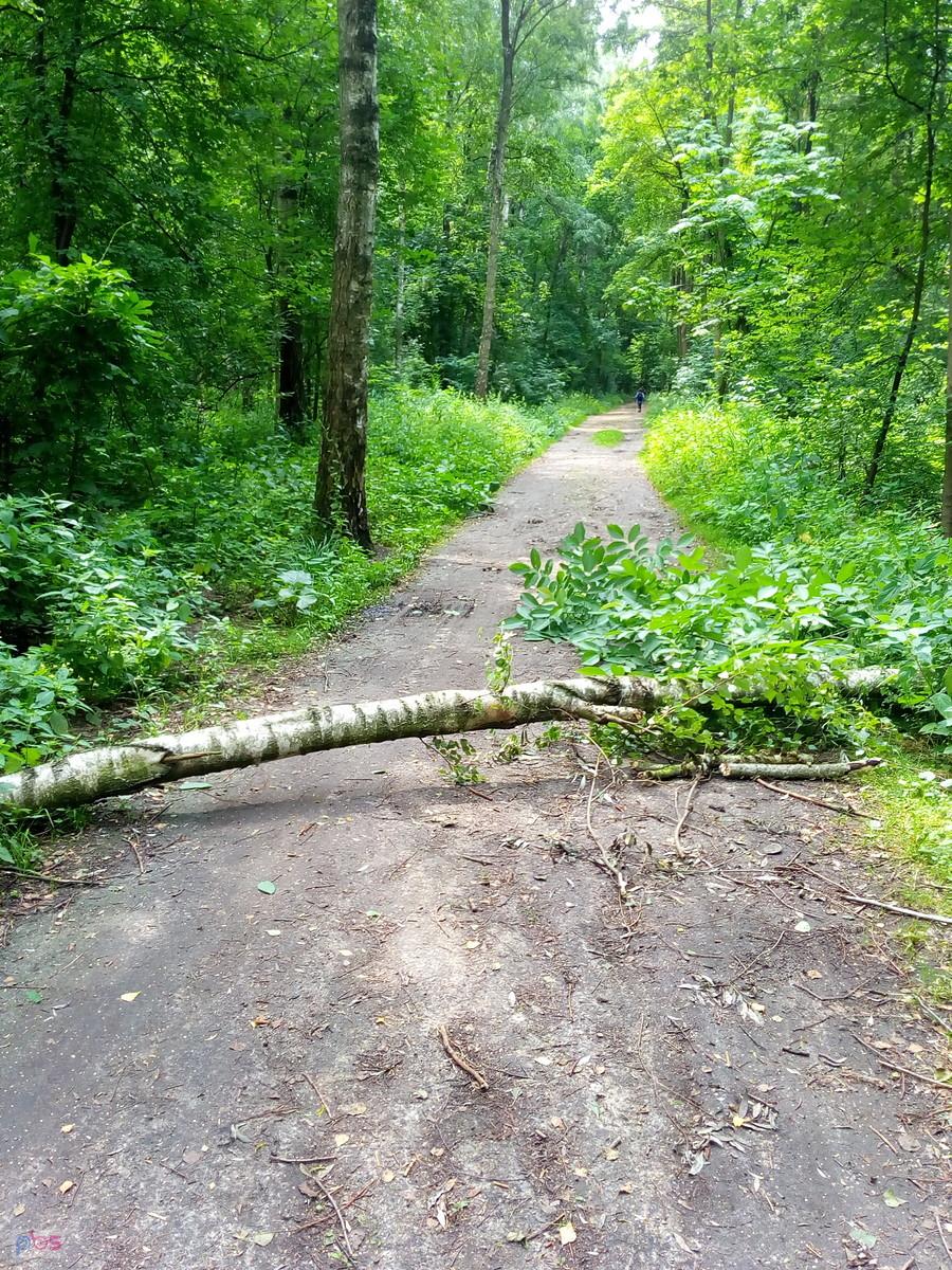 Naturalna przeszkoda na leśnej drodze